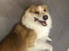 -小呆的宠物店·宠物售卖·宠物寄养(城西店)