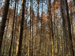 -桤木河湿地公园