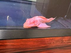 -点都德·毕德寮