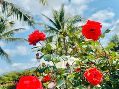 -亚龙湾国际玫瑰谷