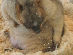 -怪兽屋·羊驼·猫咖·狗咖(俊华广场店)