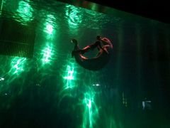 -芜湖新华联大白鲸海洋公园