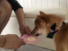 -BABYDOG宝贝狗宠物乐园(欧洲城店)