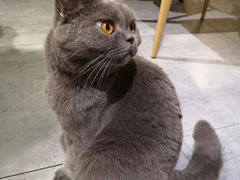 -猫友咖啡店(玉林西路店)