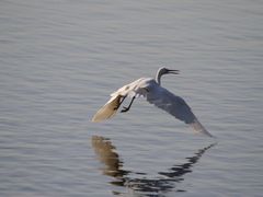 -广东花都湖国家湿地公园