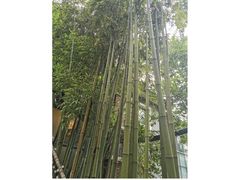 -宣和苑(华侨新村店)