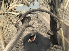 -青藏高原野生动物园