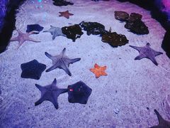 -暹罗海洋世界