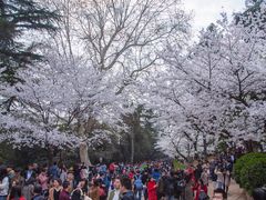 -武汉大学-樱园