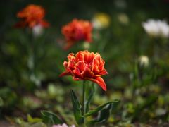-国家植物园
