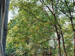 -芍药居北里