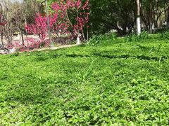 -大兴滨河森林公园