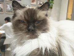 -藏猫猫咖啡主题馆(中央大道店)