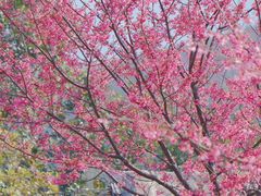 -锄山村