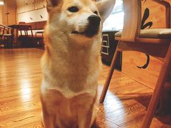 -柴务处·柴犬主题狗咖