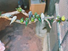 -正佳雨林生态植物园