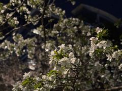 -西北湖绿化广场