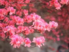 -木兰云雾山