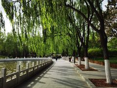 -莲花池公园