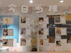 -猫冇咖·家门口的撸猫馆(大融城店)