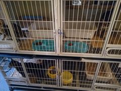 -猫色咖啡·猫咖