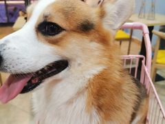 -汪说·狗咖(旺城大厦店)