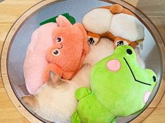 -猫小主咖啡·猫咖cat cafe(福田店)