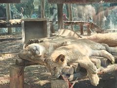-贵州森林野生动物园