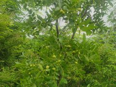 -蟠龙山长城景区