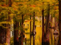 -白鹭湾湿地公园