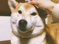 -柴务处·柴犬主题狗咖