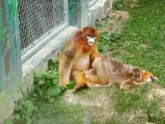 -西安秦岭野生动物园