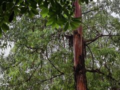 -火炉山森林公园