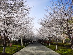 -高东镇樱花园