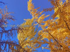 -香山公园