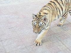 -西霞口神雕山野生动物世界