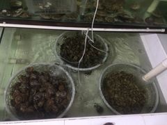 -南戴河海滨市场