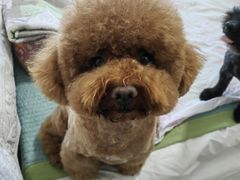 -宠福鑫康馨动物医院·骨科·眼科