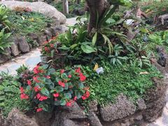 -东莞植物园