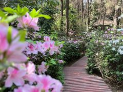 -铁山坪森林公园