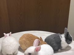 -大象厨房(重庆道店)