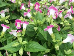 -松山湖梦幻百花洲