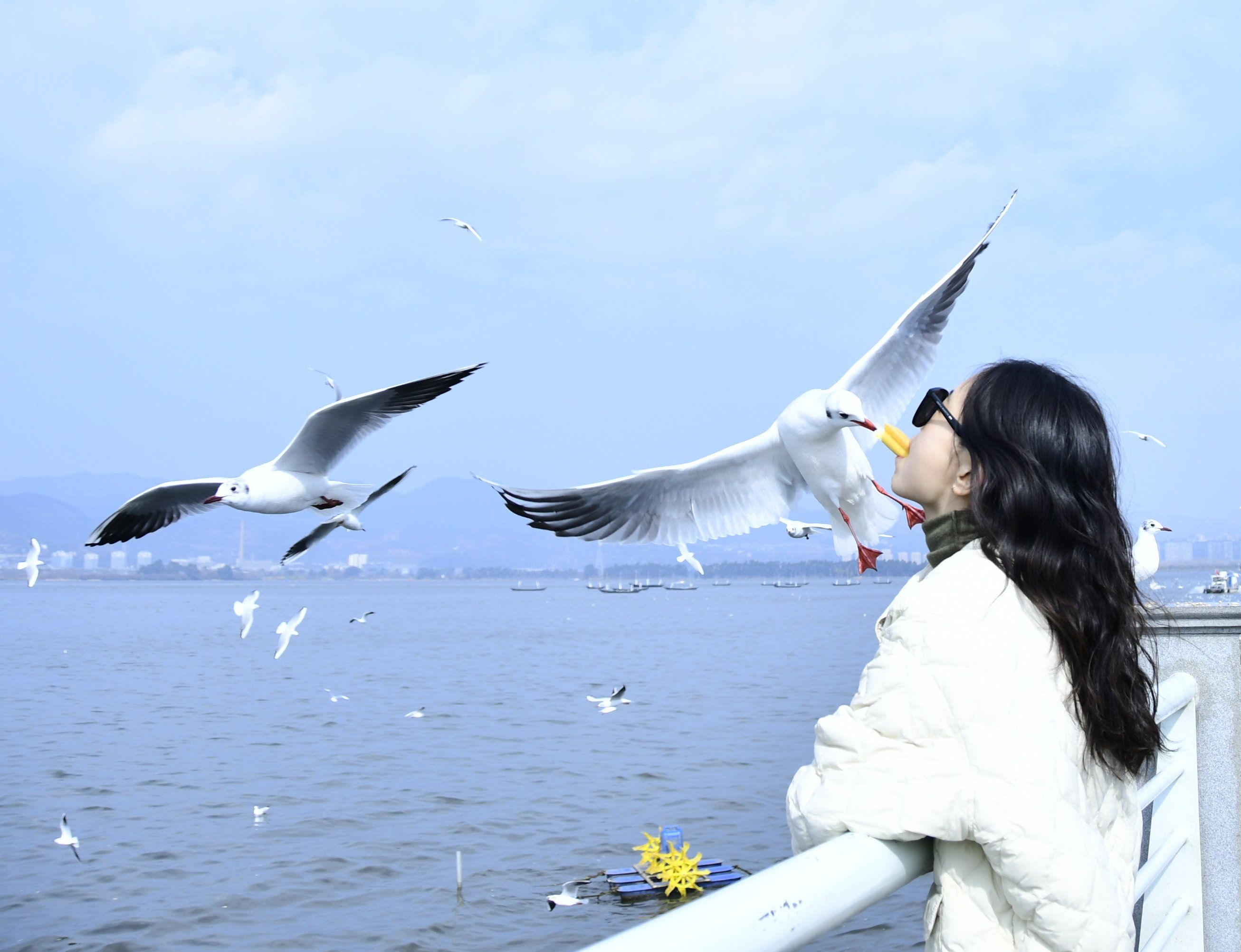 去有云的地方喂海鸥