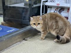 -萌兽医馆·宠物医院·猫骨科(创景店)