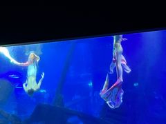 -江和美海洋公园