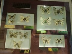 -上海昆虫博物馆