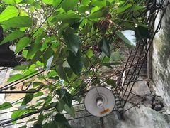 -许地士多