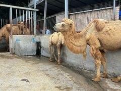 -泉州海丝野生动物世界