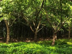 -上海共青森林公园