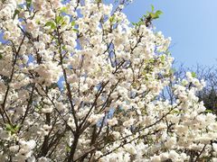 -天适樱花悠乐园